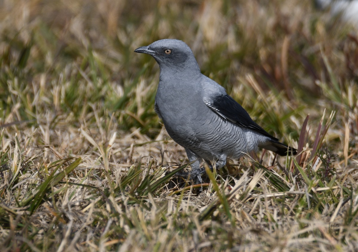 Ground Cuckooshrike - Michael Daley