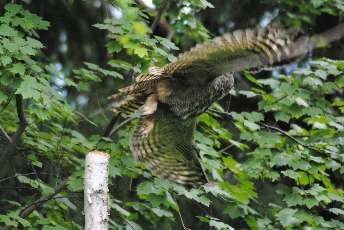 Great Horned Owl - ML349938471