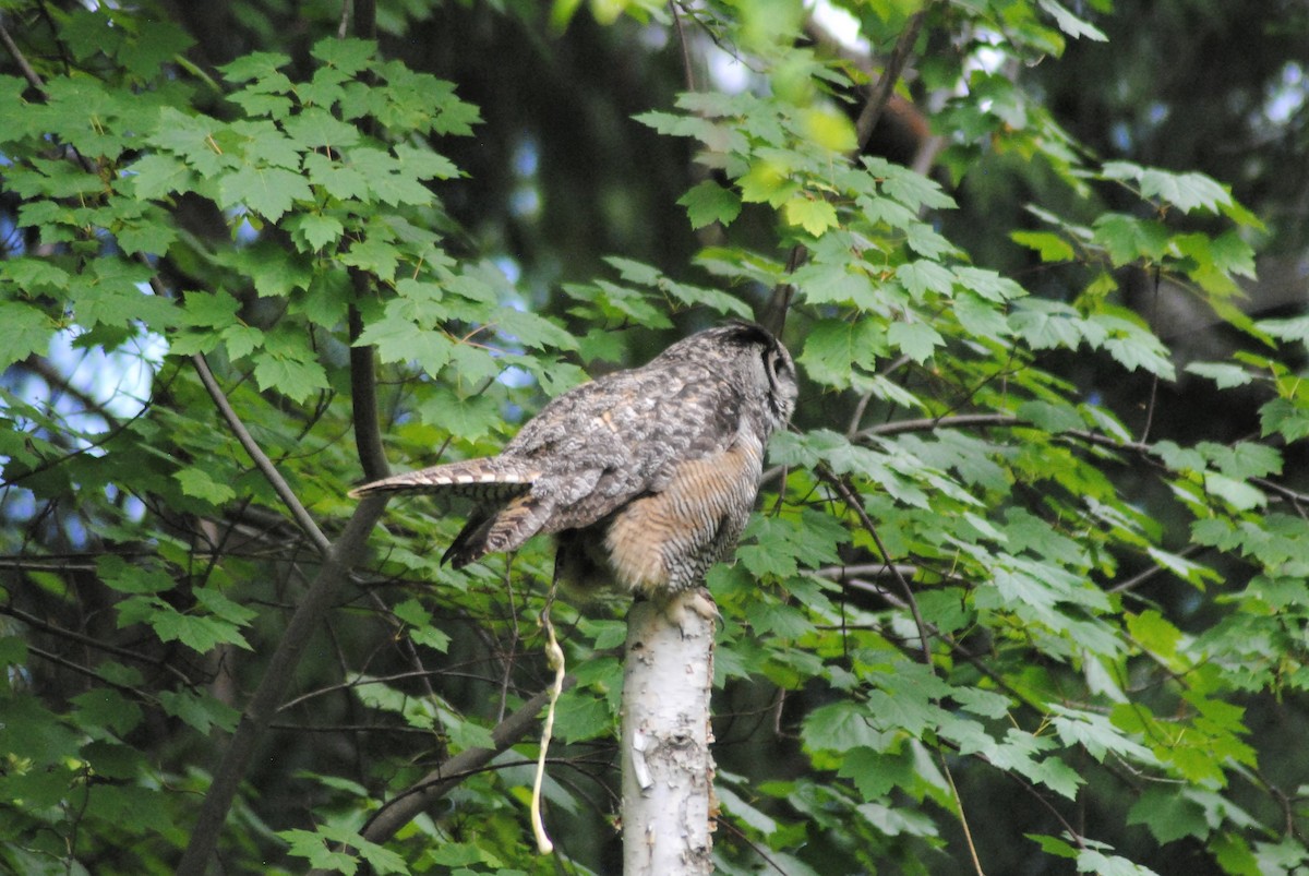 Great Horned Owl - ML349938521
