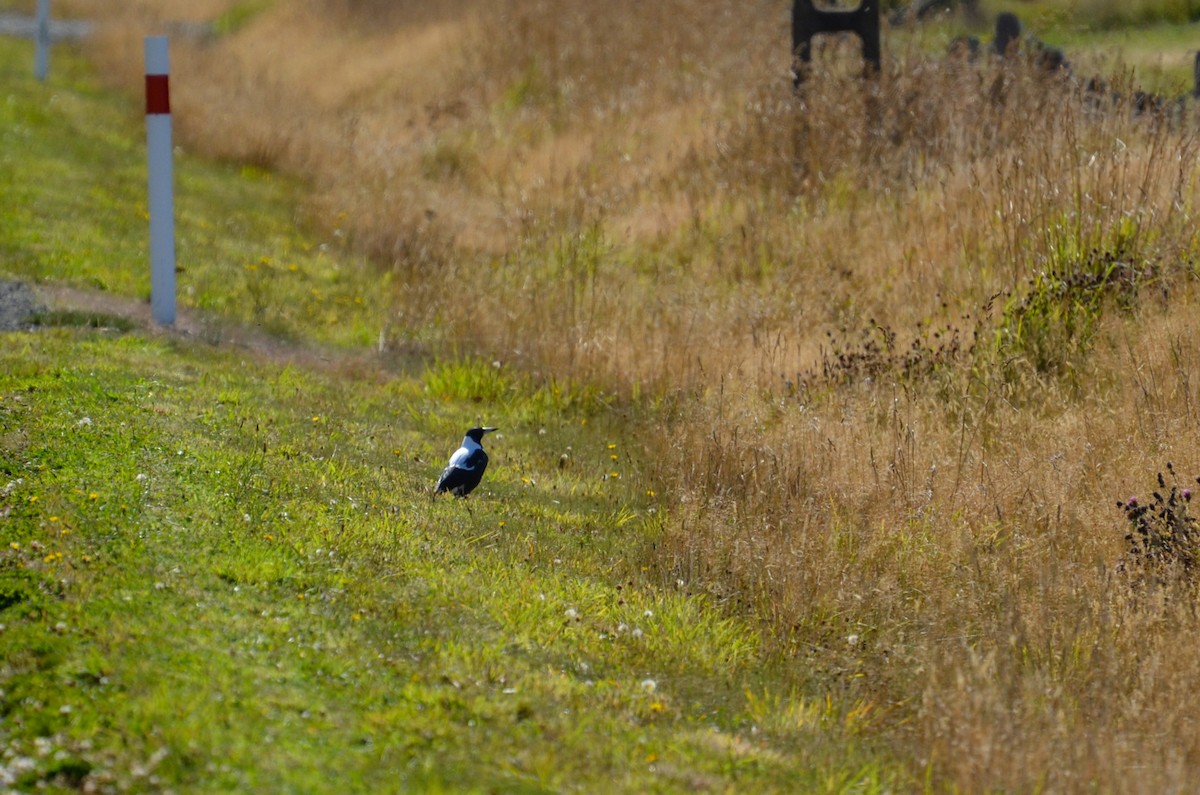 Australian Magpie - ML349938791