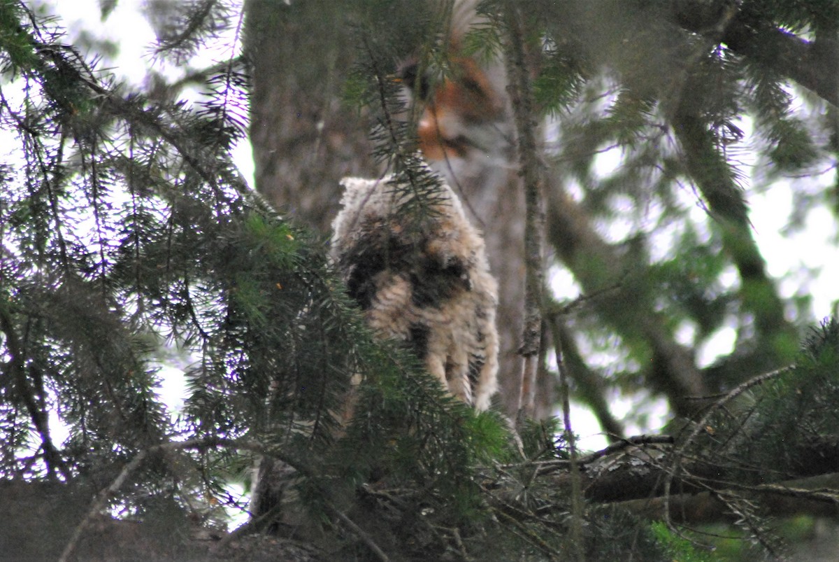 Great Horned Owl - ML349938851
