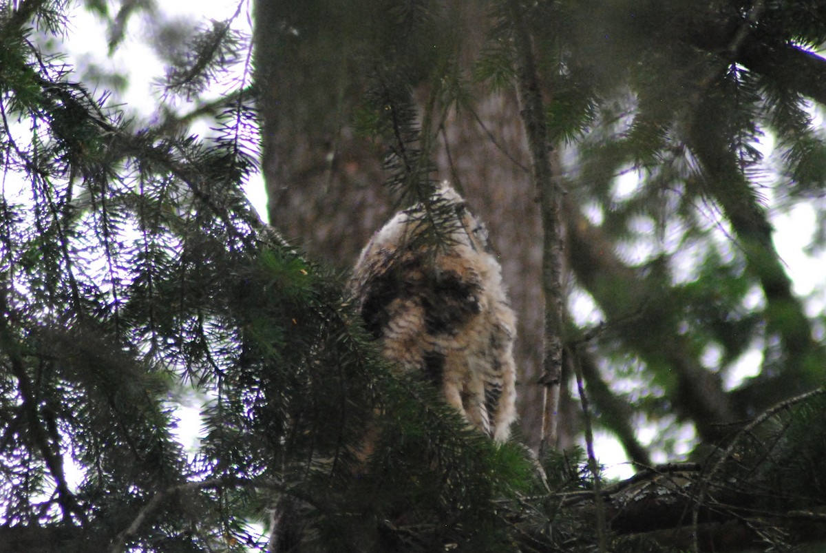 Great Horned Owl - ML349938961