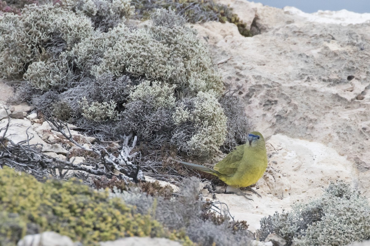 Rock Parrot - Grant Brosie