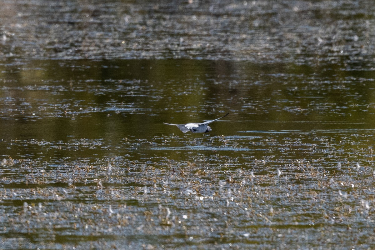 White-breasted Woodswallow - ML349941891