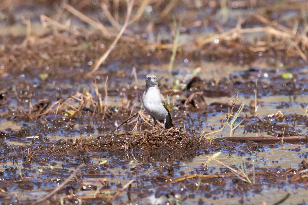 Rufous-throated Honeyeater - ML349942271