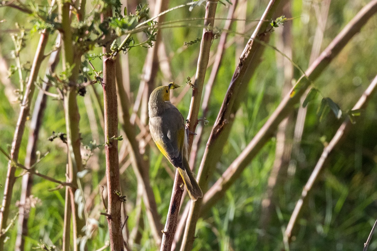 White-plumed Honeyeater - Nige Hartley