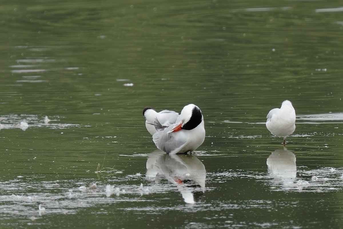 Caspian Tern - ML349943231