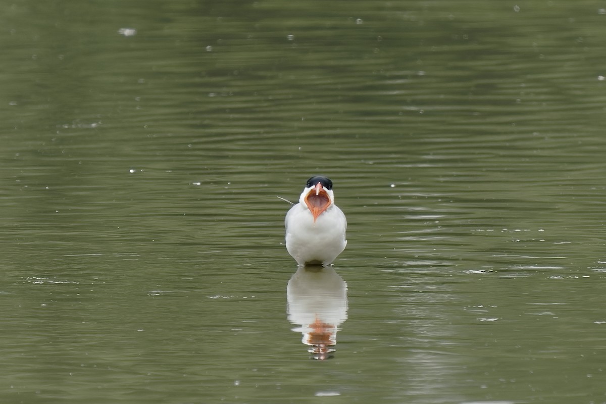 Caspian Tern - ML349943241