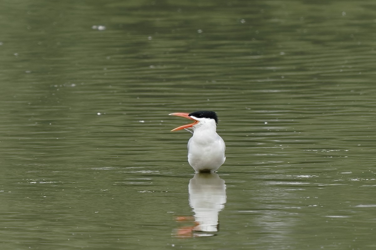 Caspian Tern - ML349943251