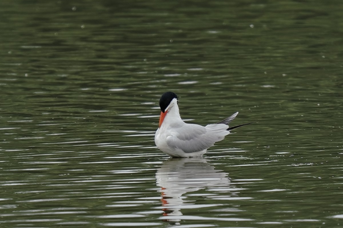 Caspian Tern - ML349943261