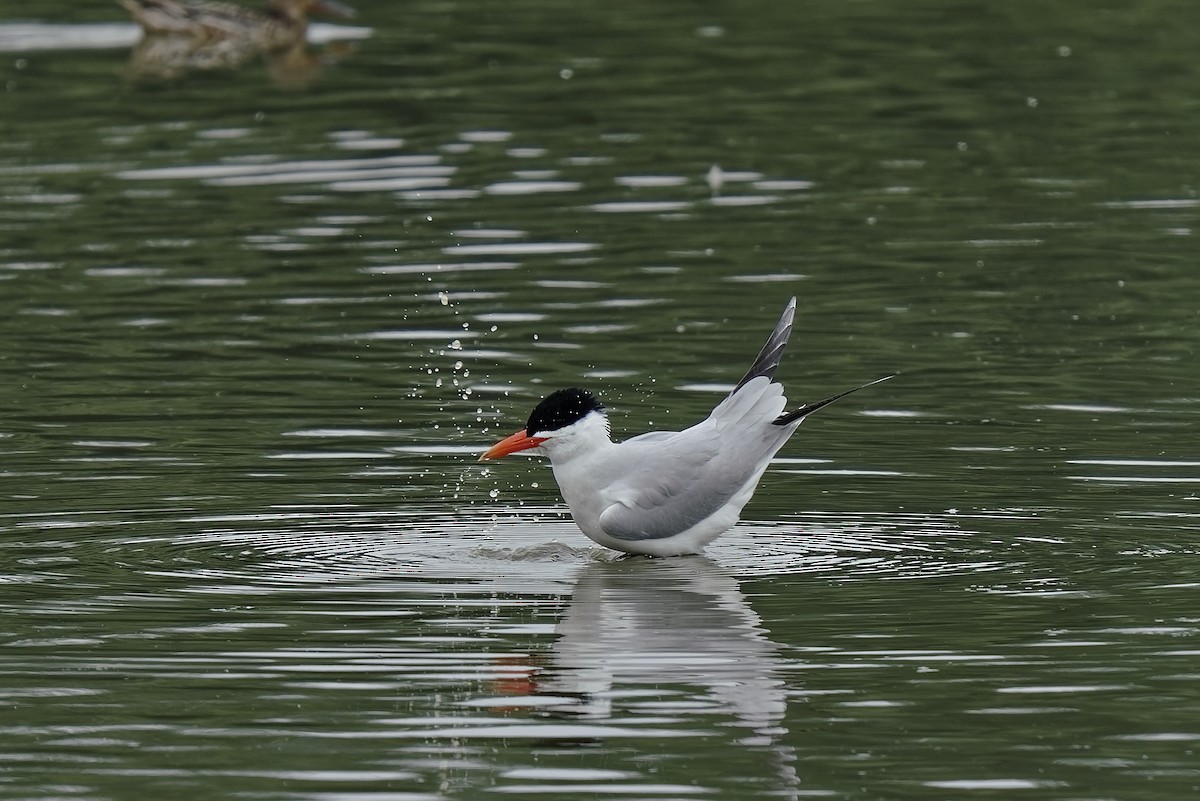 Caspian Tern - ML349943271