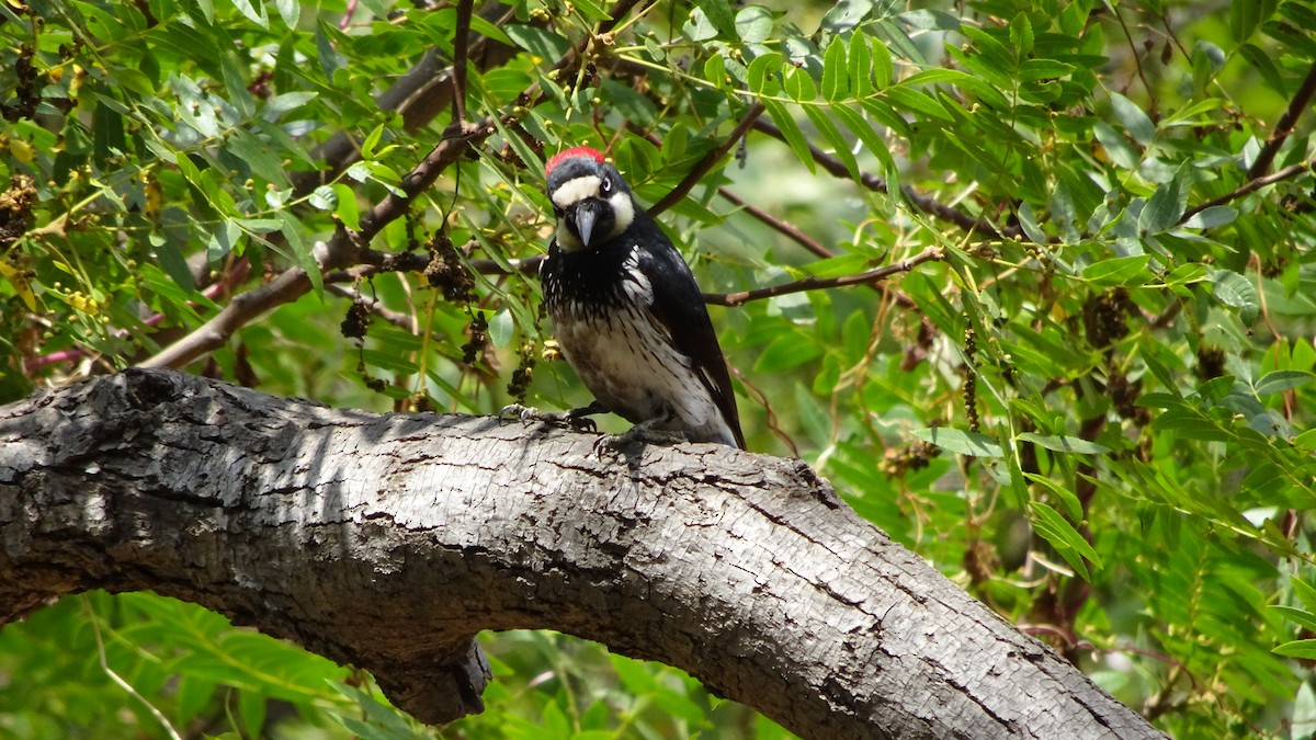 Acorn Woodpecker - ML349948581