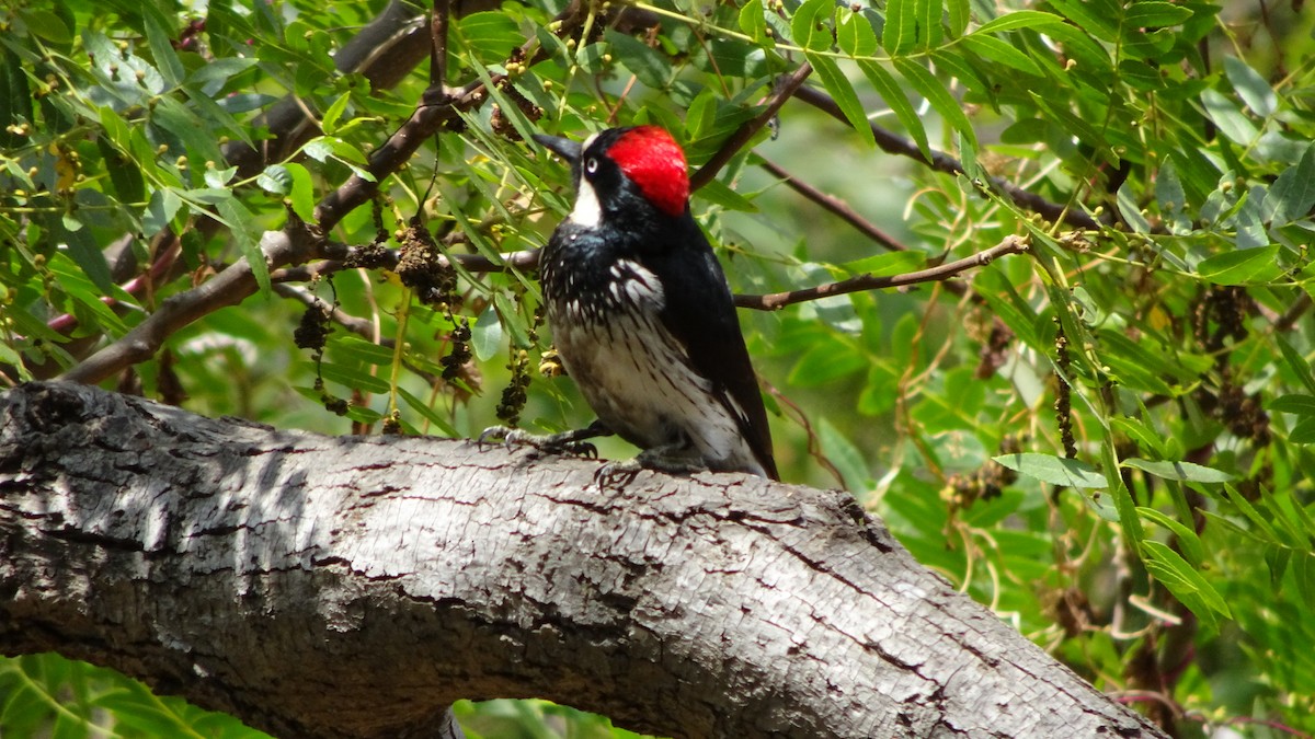 Acorn Woodpecker - ML349948591