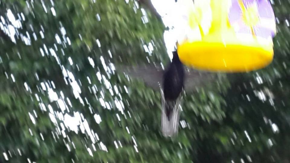 kolibřík černobílý - ML34994891