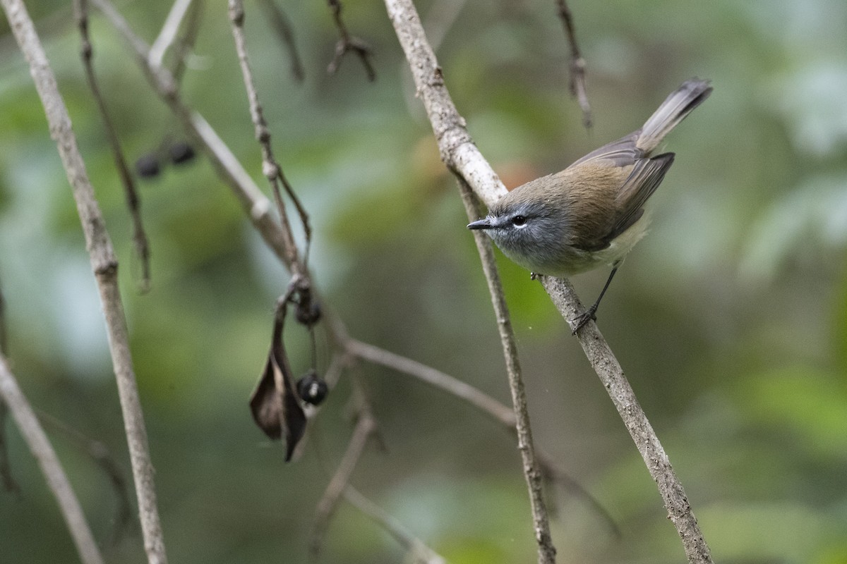 Brown Gerygone - ML349949611