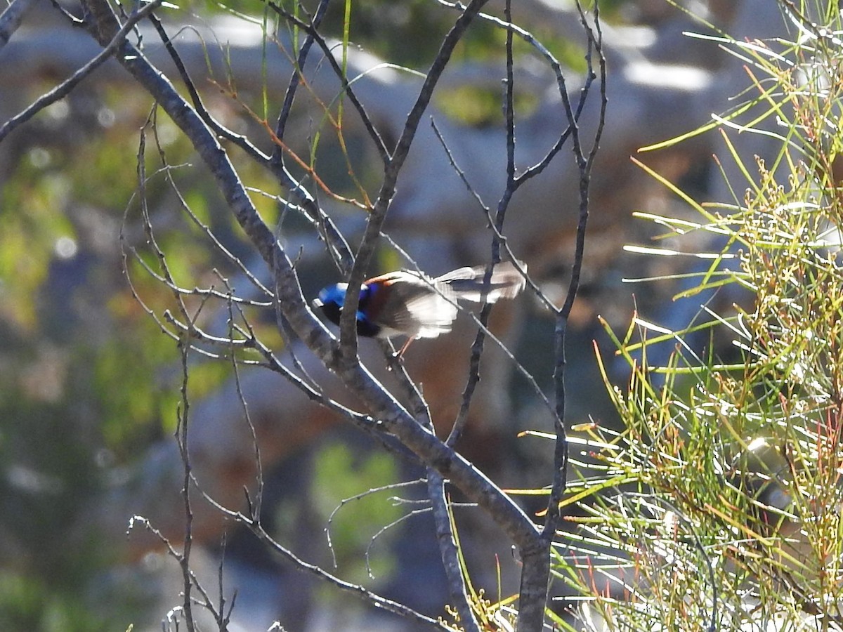 Variegated Fairywren - ML349949991