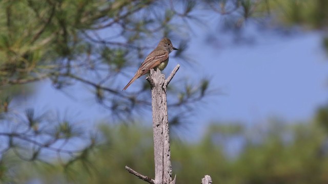 Great Crested Flycatcher - ML349951021