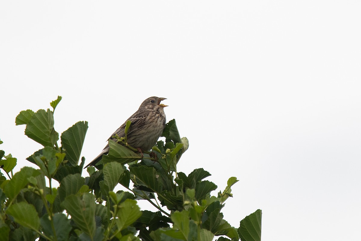 Corn Bunting - ML349951771