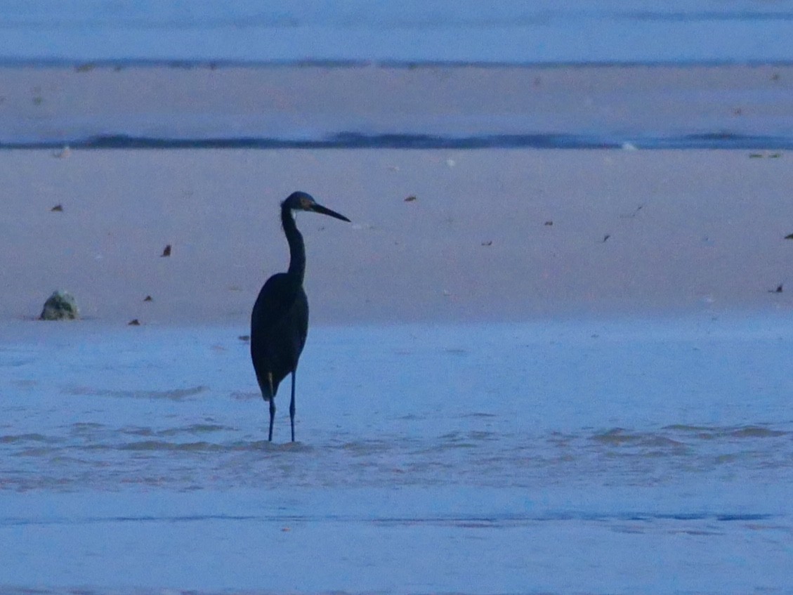 Little Egret (Dimorphic) - ML349953441