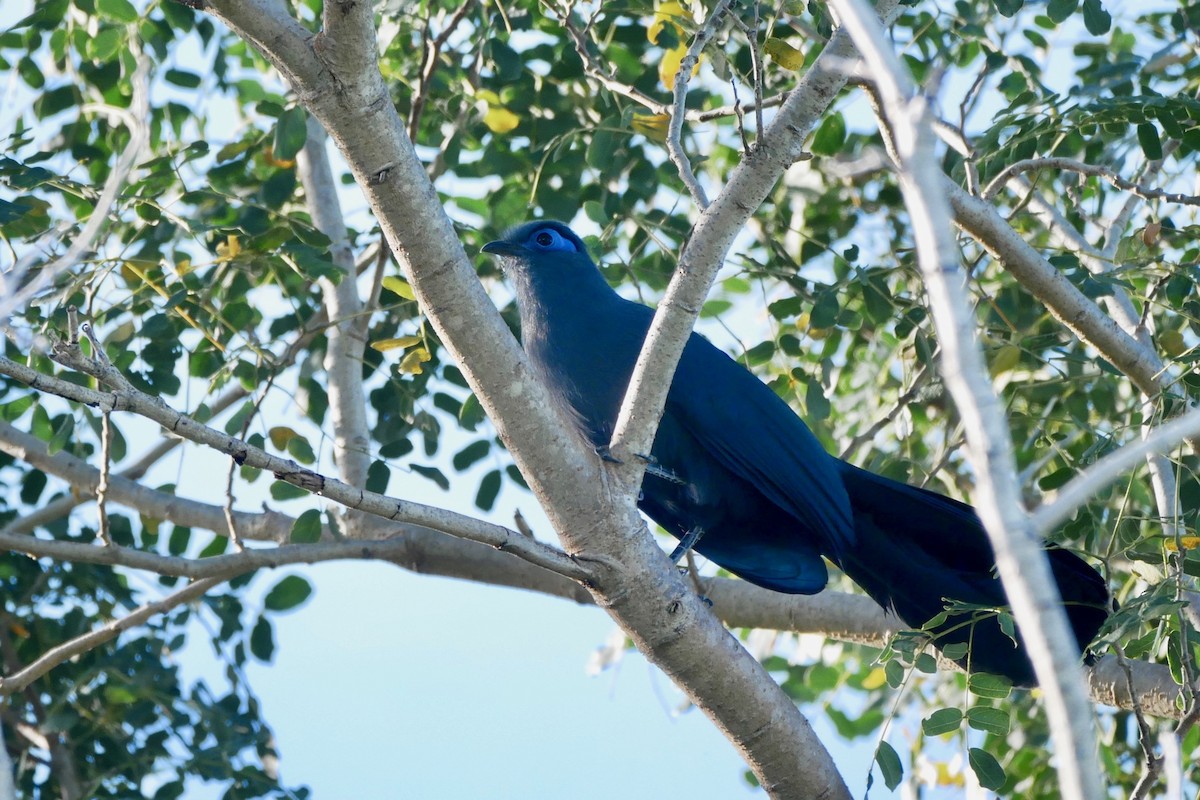 Cúa Azul - ML349953601