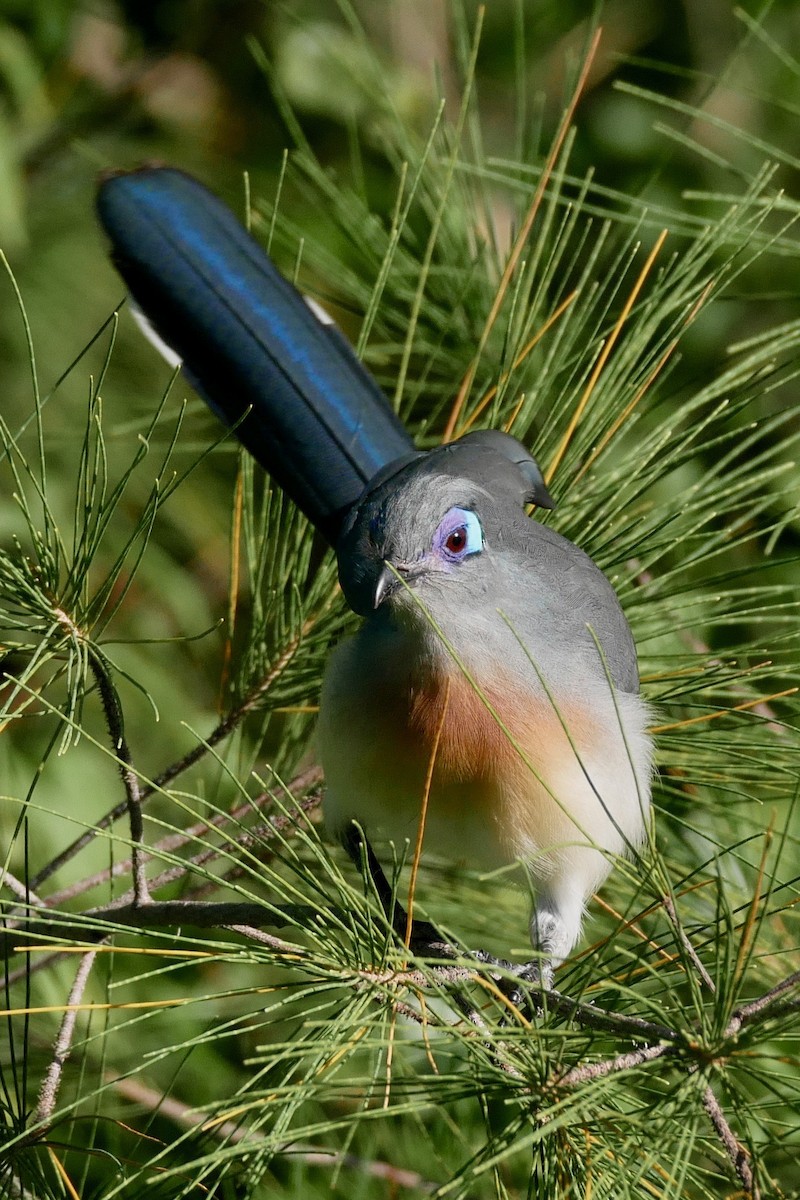 Crested Coua - ML349953611
