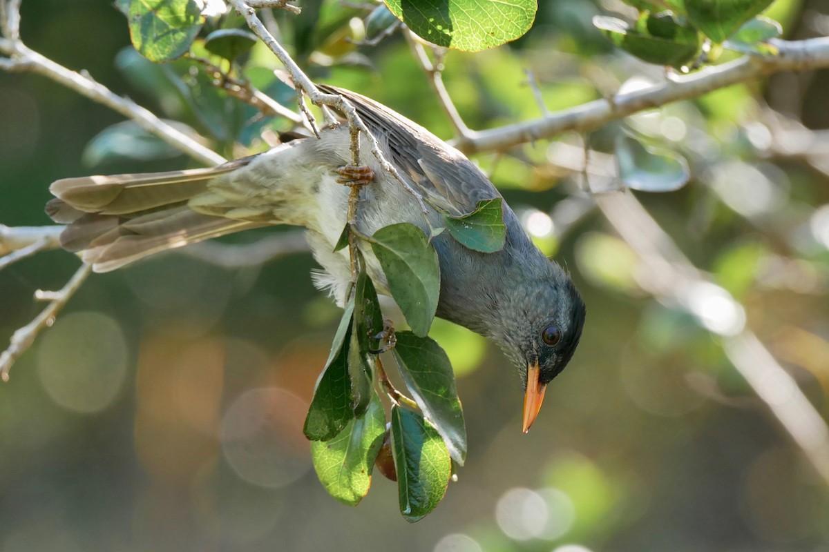 Bulbul de Madagascar - ML349953741