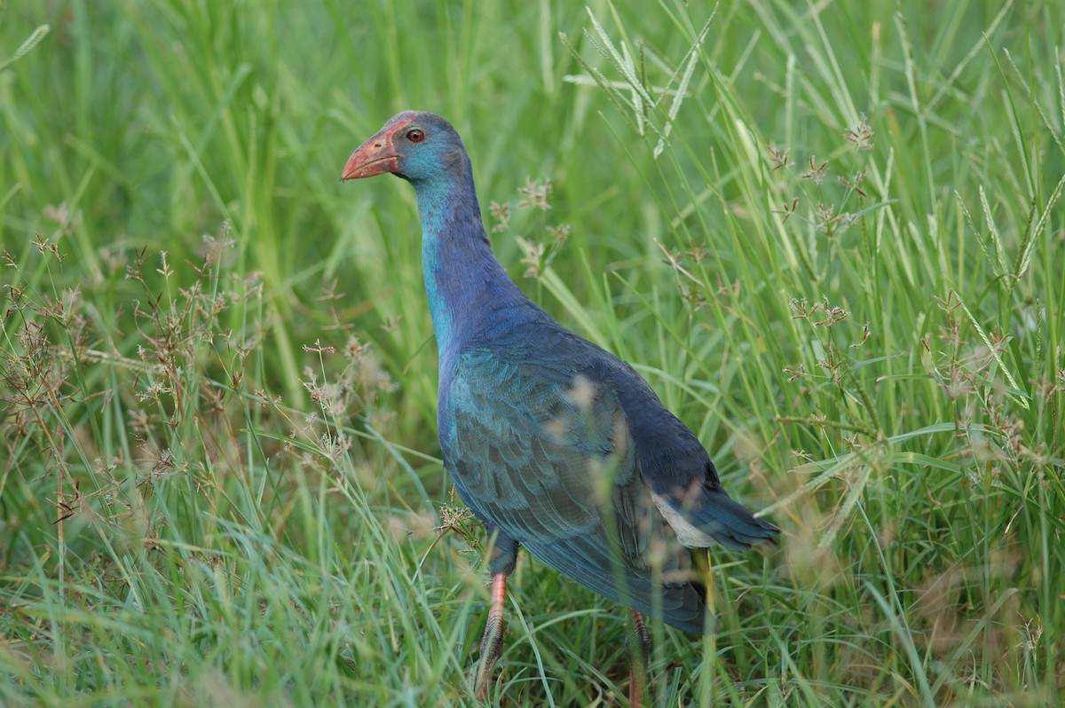 Gray-headed Swamphen - ML349954551