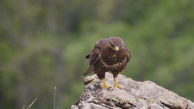 Common Buzzard - ML349954611