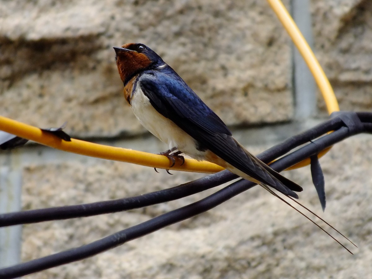 Barn Swallow (Buff-bellied) - ML349956471