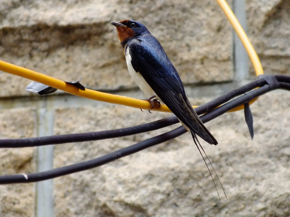 Barn Swallow (Buff-bellied) - ML349956481
