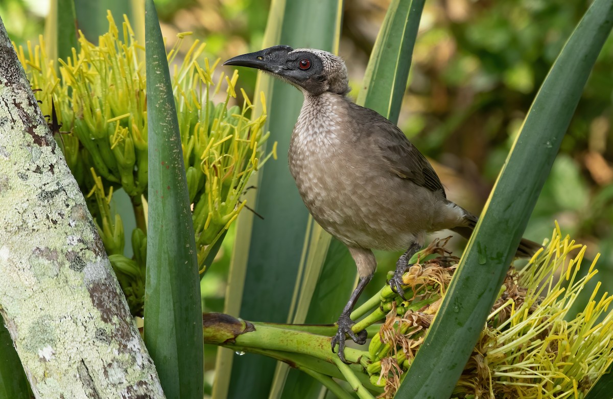 Helmeted Friarbird - ML349957051