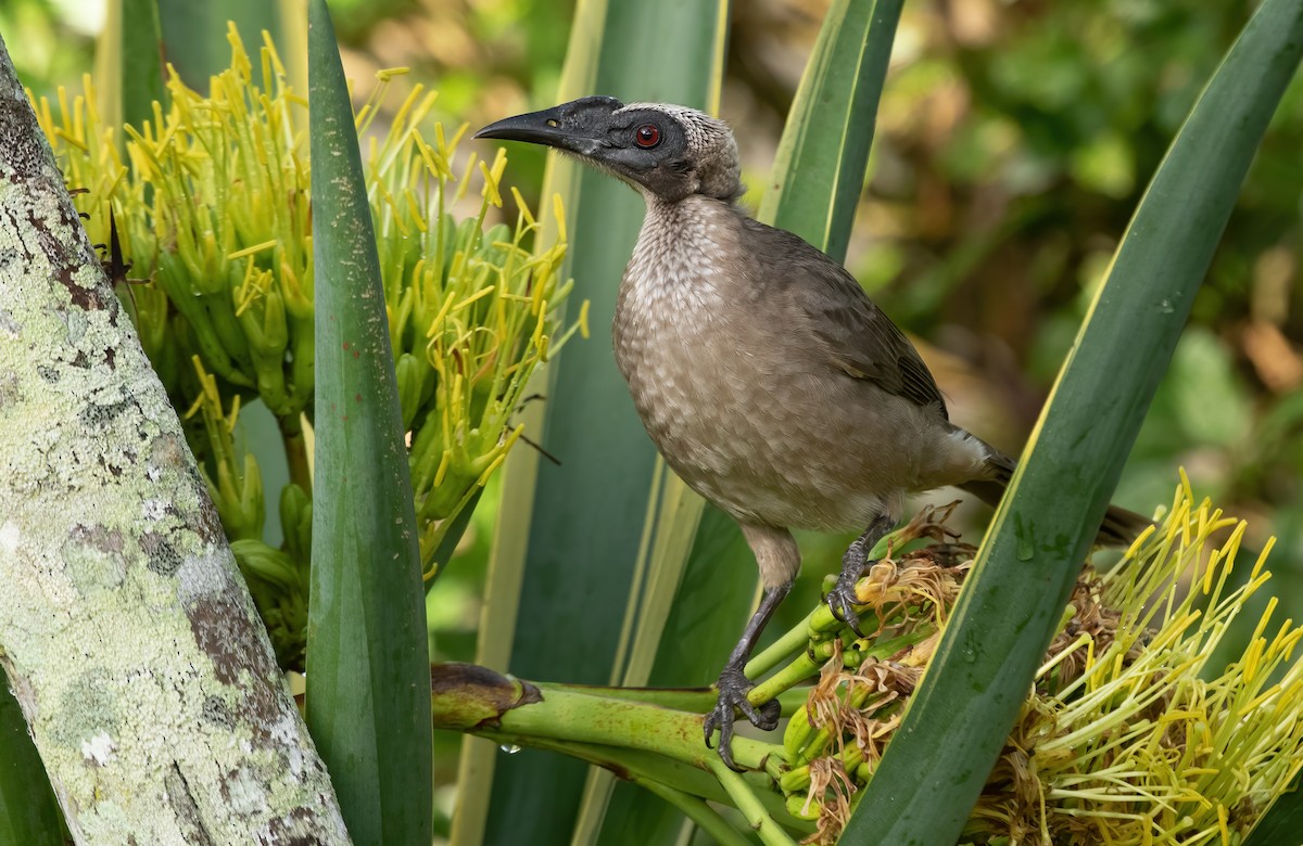 Helmeted Friarbird - David Ongley