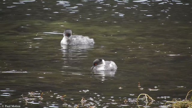 Silvery Grebe - ML349957941