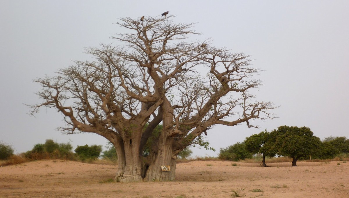 Lappet-faced Vulture - ML349960881