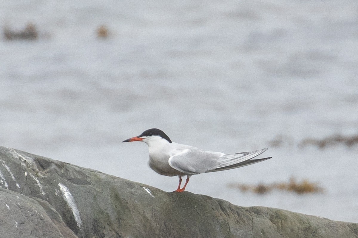 Common Tern - ML349961021