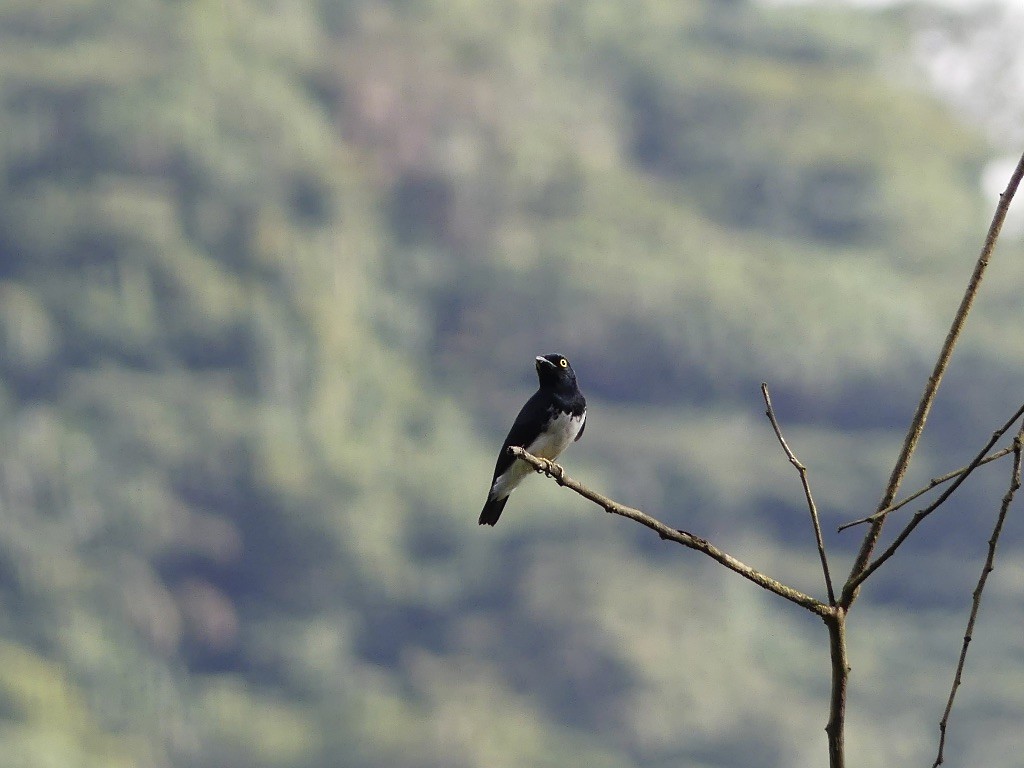 Black-and-white Shrike-flycatcher - ML349961861