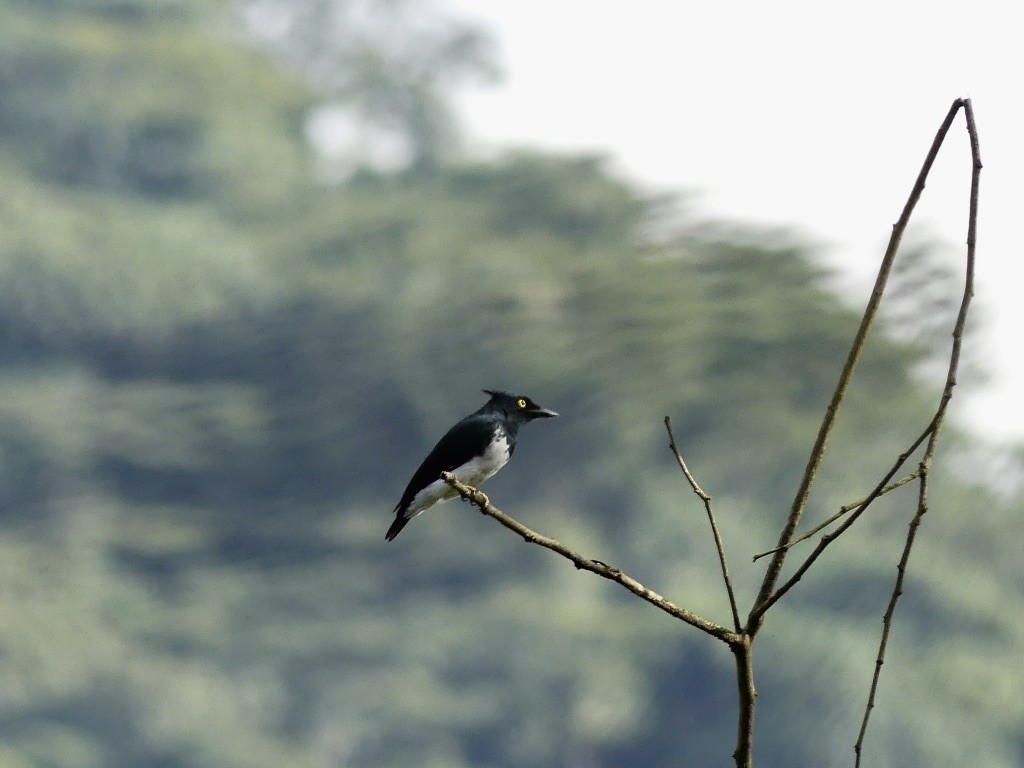 Black-and-white Shrike-flycatcher - Bob Andrews
