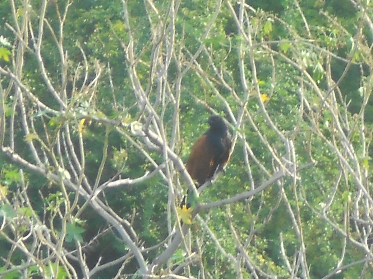 Greater Coucal - ML349961981