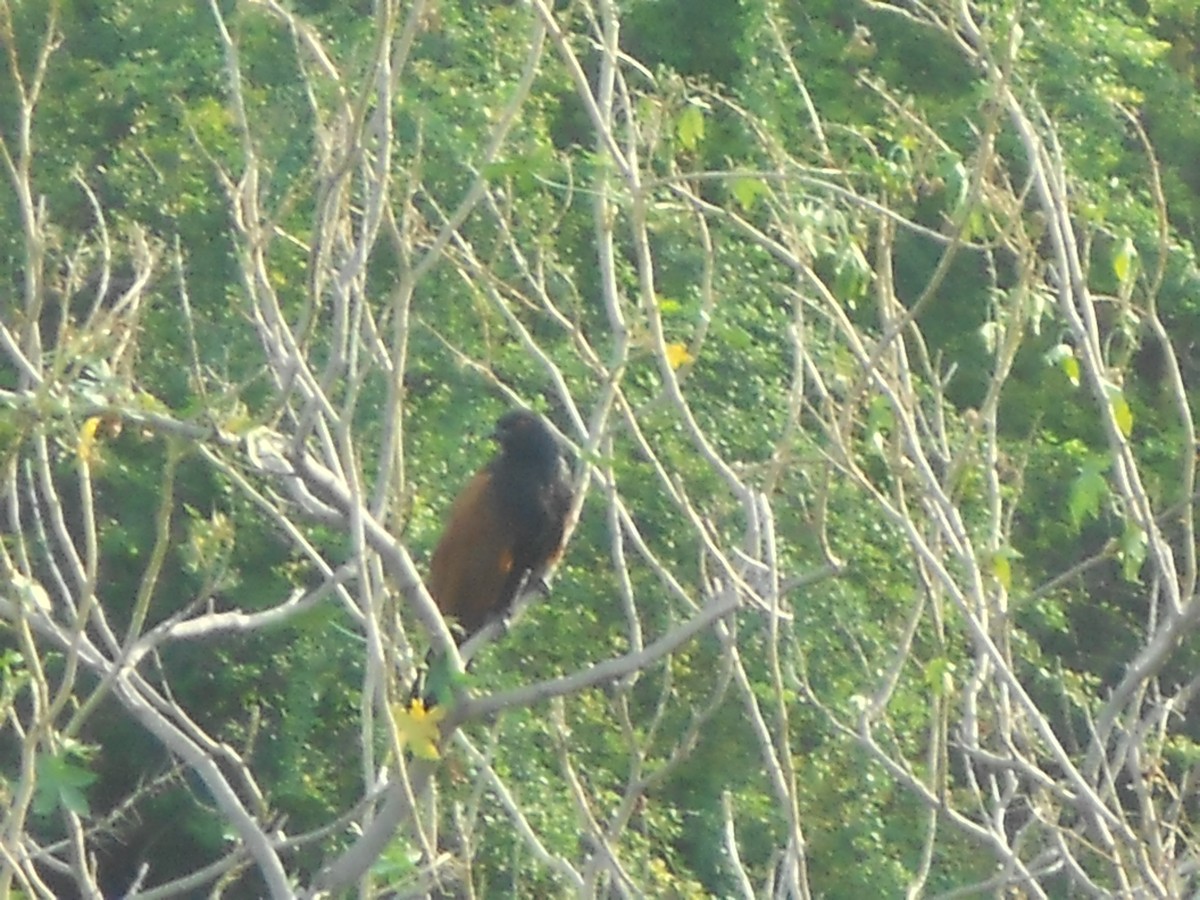 Greater Coucal - ML349961991