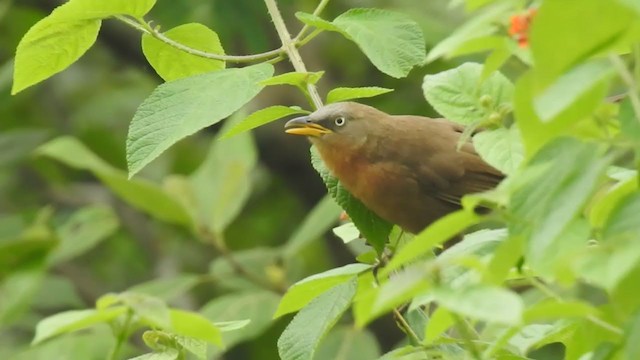 Rufous Babbler - ML349963191