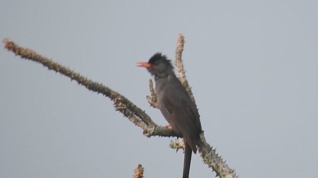 Bulbul de Los Ghats - ML349963301