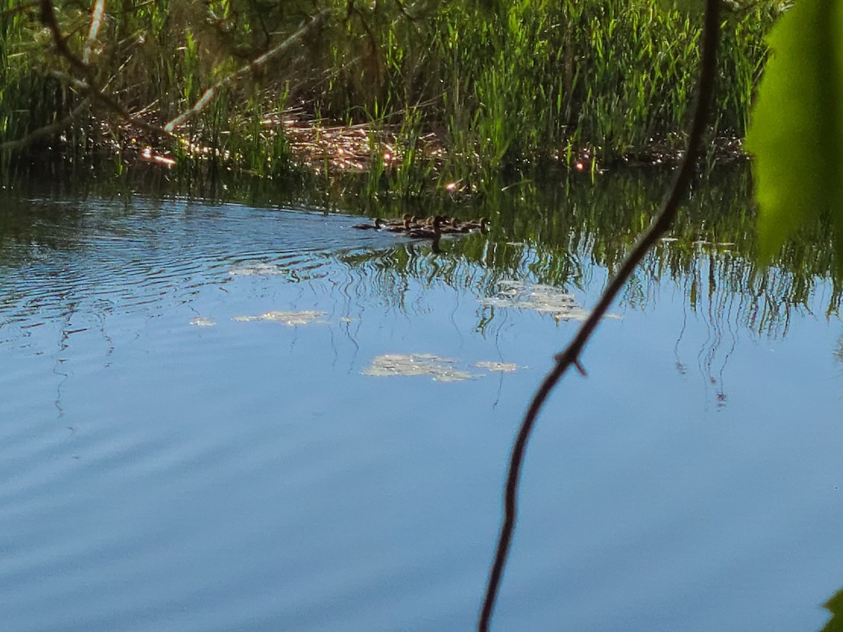 מרגון מקושט - ML349963601