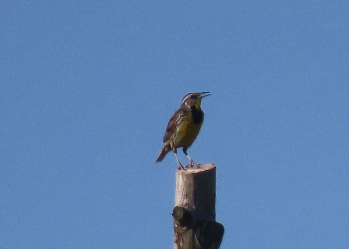 Eastern Meadowlark - ML349964321