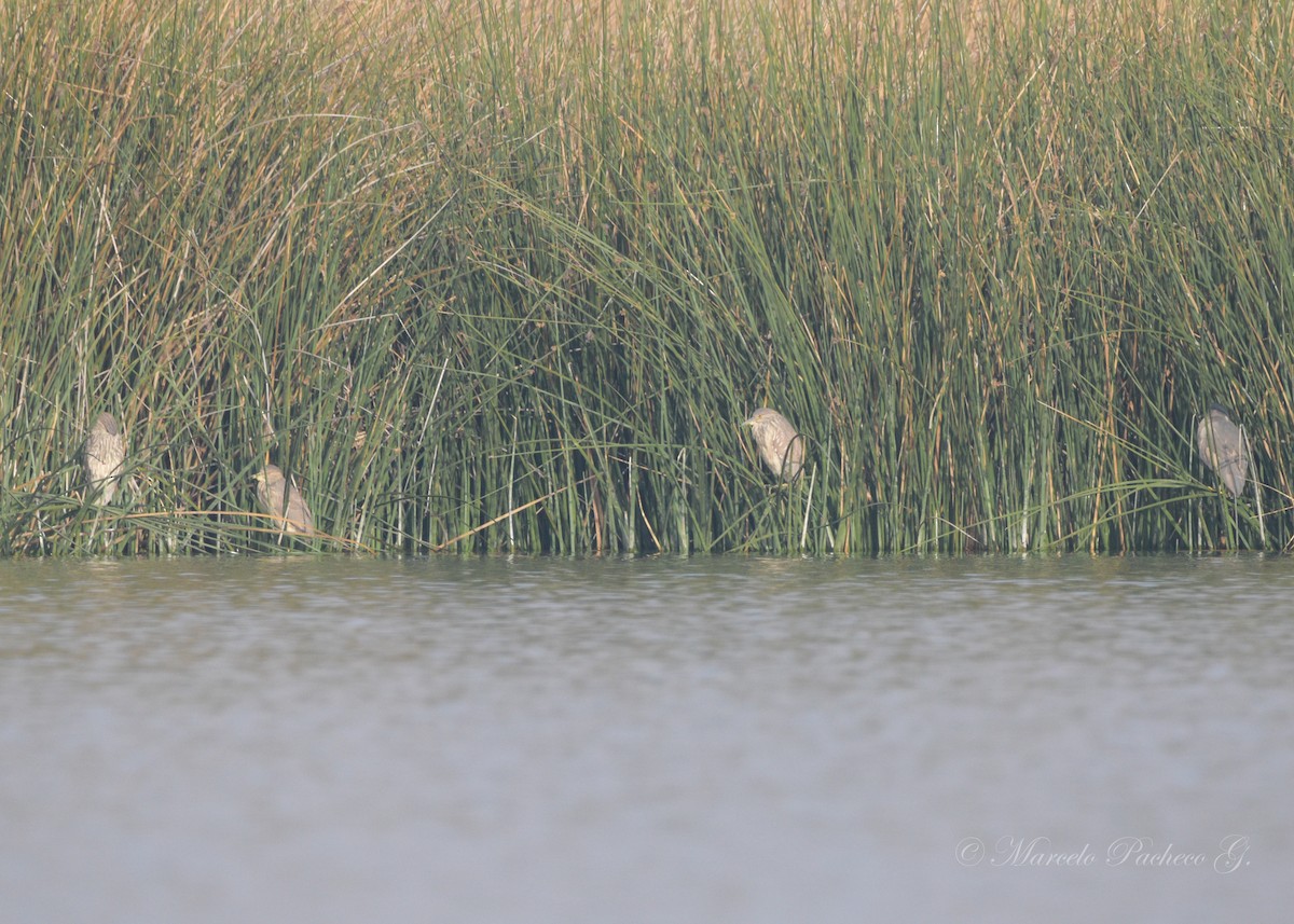 Black-crowned Night Heron - ML349965611