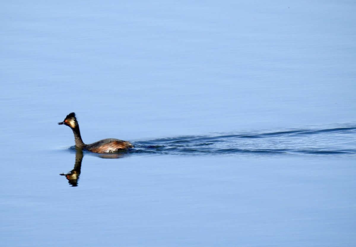 Eared Grebe - ML349965731