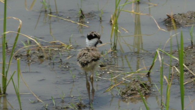 Red-wattled Lapwing - ML349967591