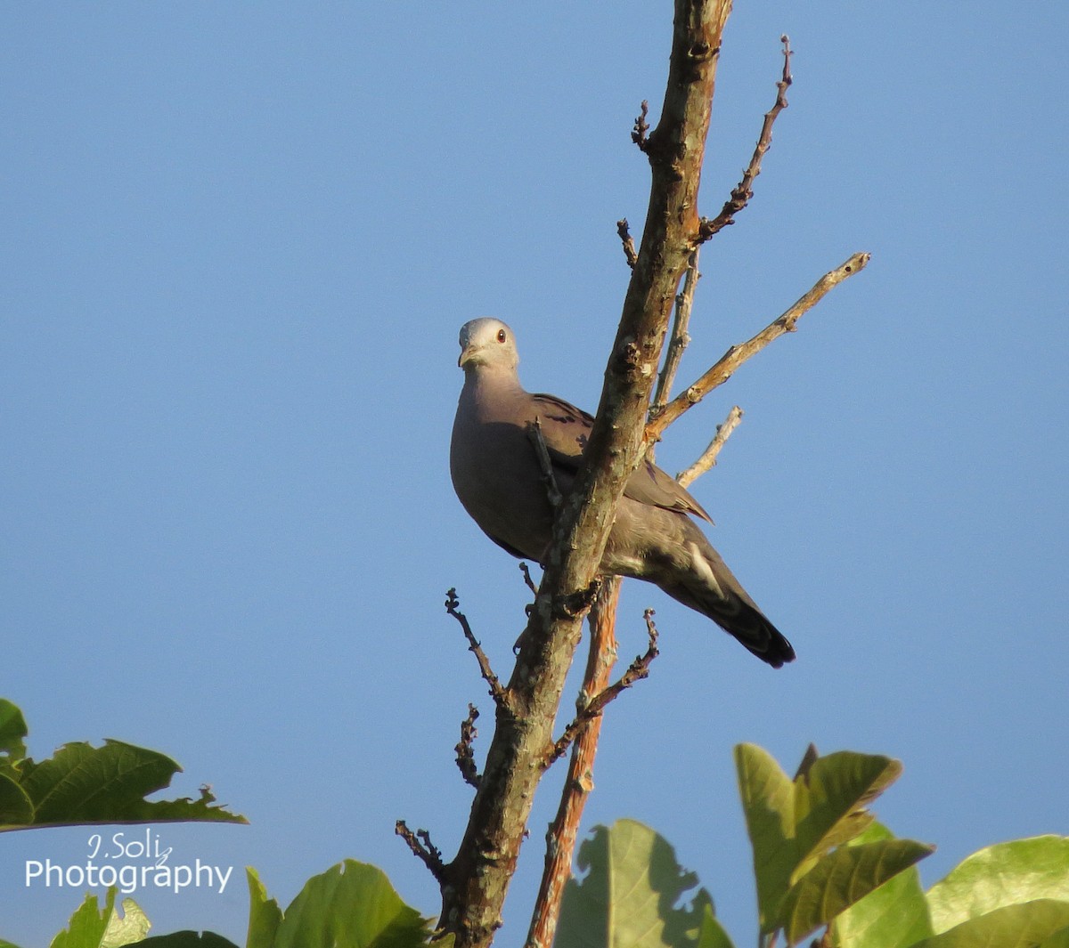 Plain-breasted Ground Dove - ML34996761