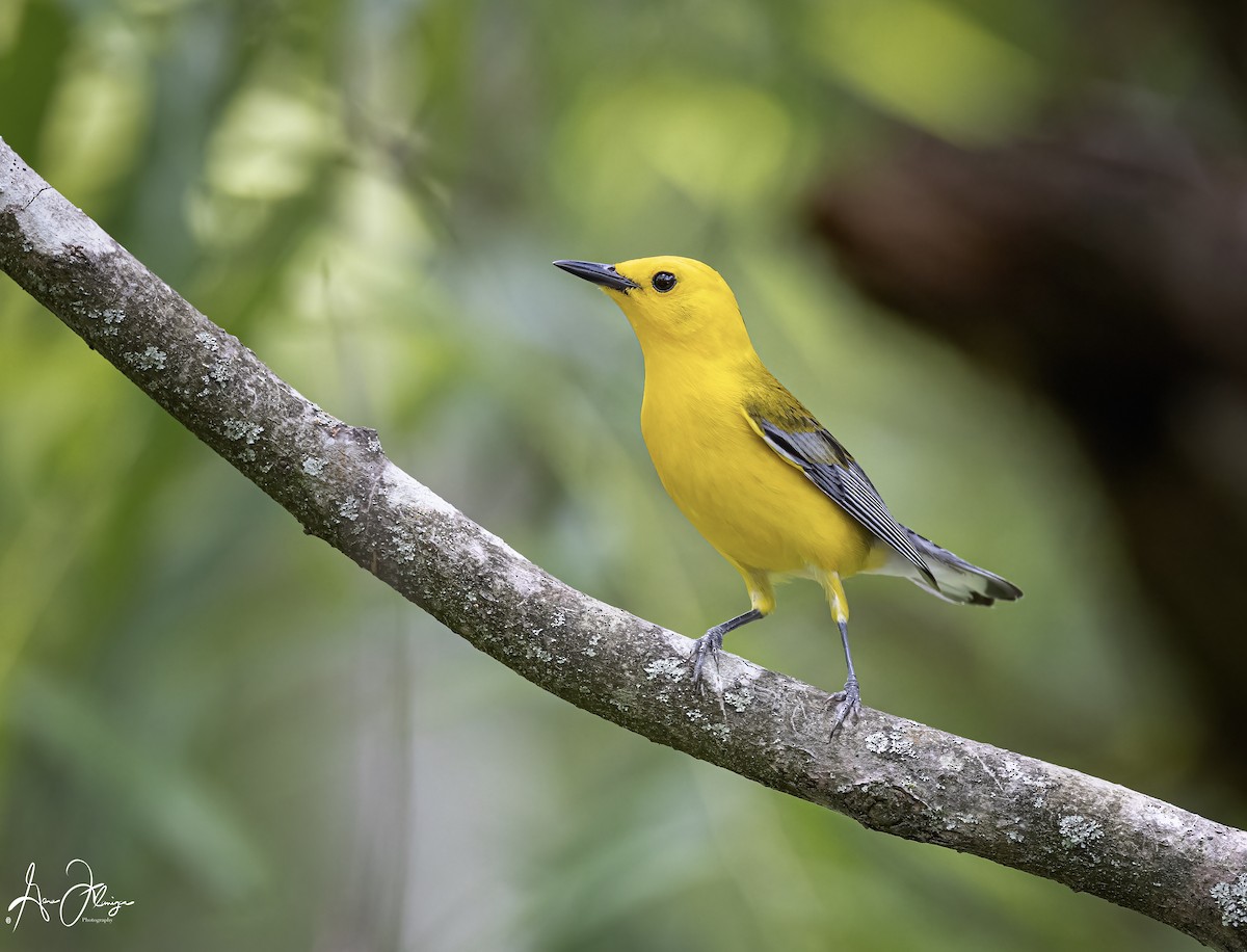 Prothonotary Warbler - Gena Flanigen