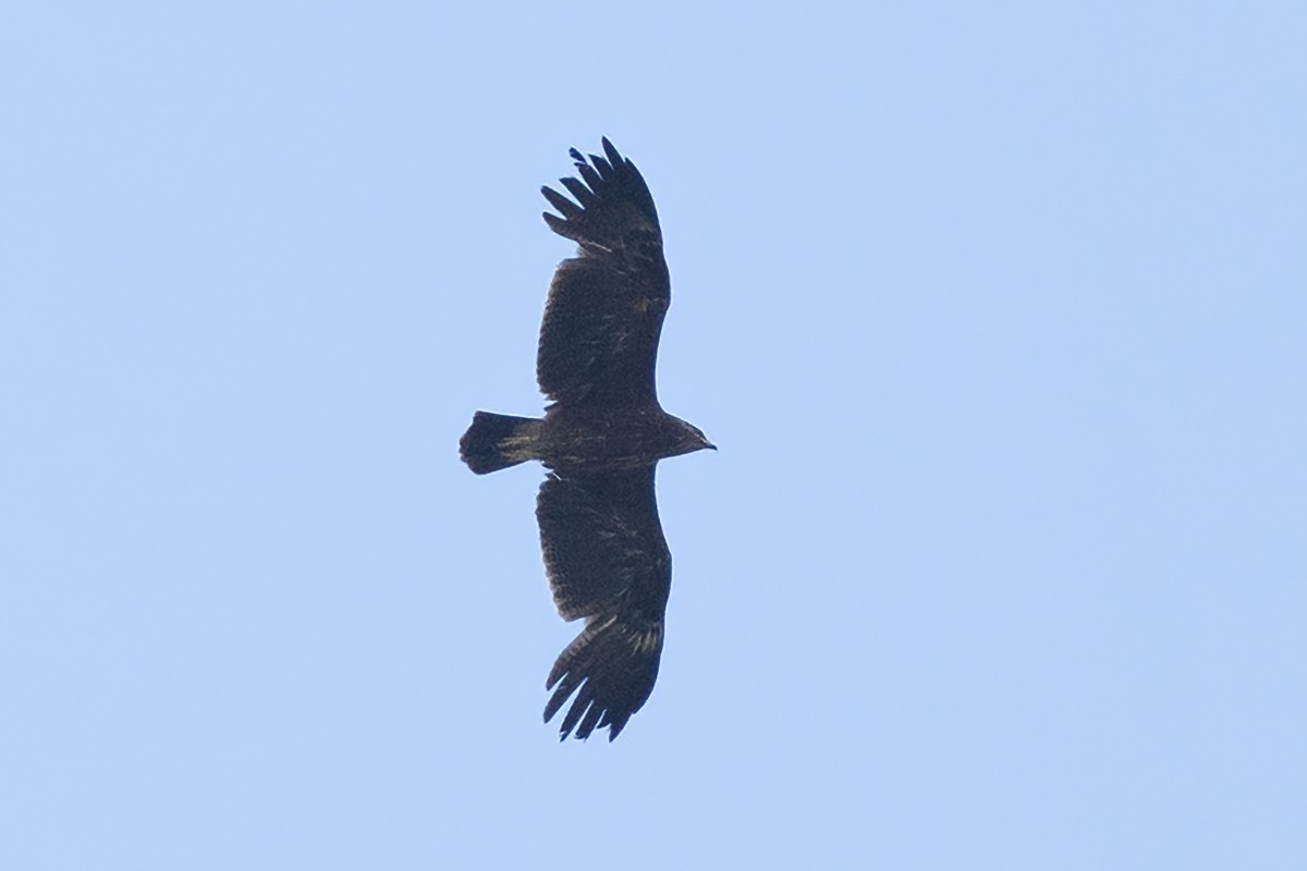 Lesser Spotted Eagle - Sergo Travelian