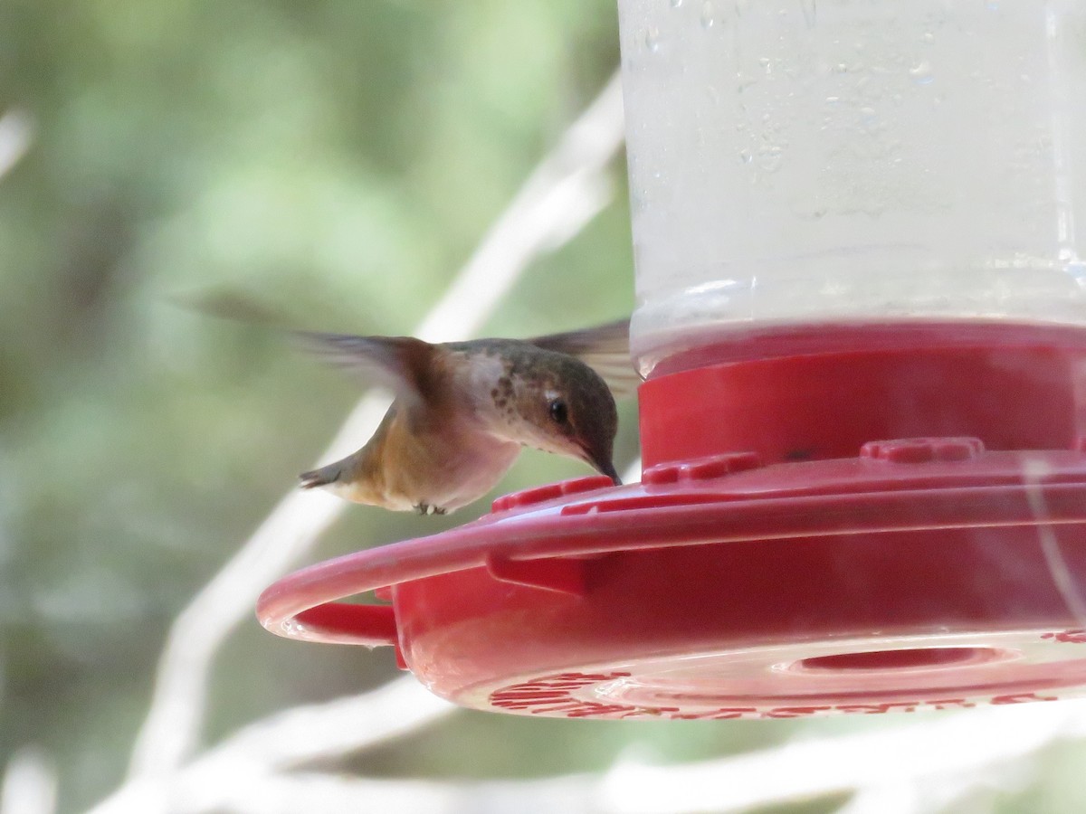 Rufous Hummingbird - ML349971621